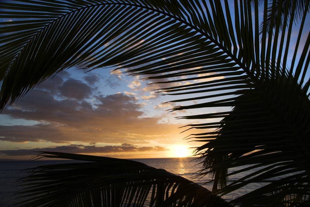 Kihei Sunset thru Palms
